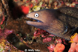 small eel by Andy Lau 